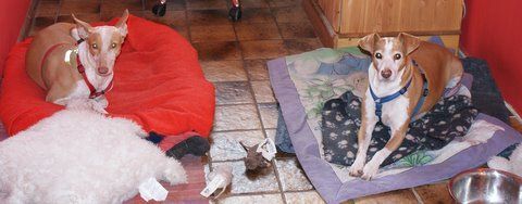 Abba_Shakira-HE07 Abba_Shakira-HE07