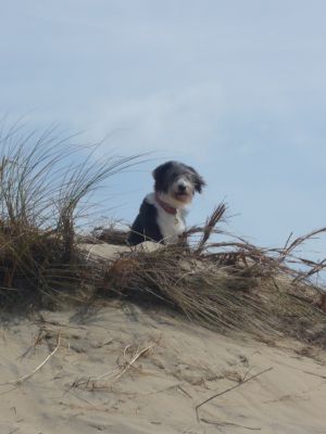 Amy-Lea-HE17 Amy-Lea-HE17