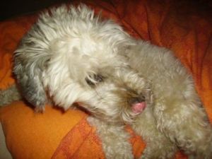 Dulce-Fine-2009-1-HE05