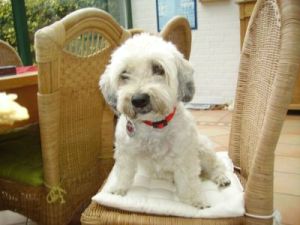 Dulce-Fine-2010-2-HE05