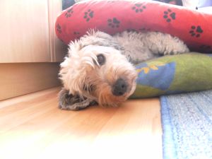 Dulce-Fine-2010-3-HE05