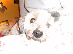 Dulce-Fine-2010-4-HE05