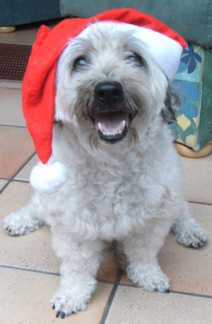 Dulce-Fine-2010-5-HE05