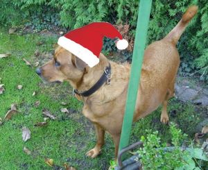 Emma06-Weihnachten08 Emma06-Weihnachten08