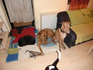 Eyla-Nana-beste Freunde-Darla-Gonzo-Luke