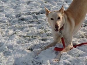 Eyla-Nana und Joey im ersten Schnee-10