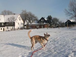 Eyla-Nana und Joey im ersten Schnee-11
