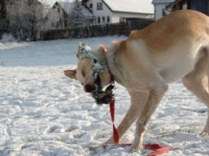 Eyla-Nana und Joey im ersten Schnee-4