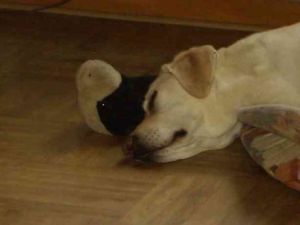 Jerry-Bossi-08-2-HE05