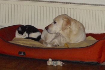 Jerry-Bossi-08-6-HE05 Jerry-Bossi-08-6-HE05