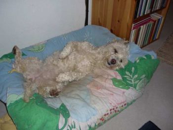 Jule06-HE20 Jule06-HE20