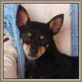 09gara-pinscher