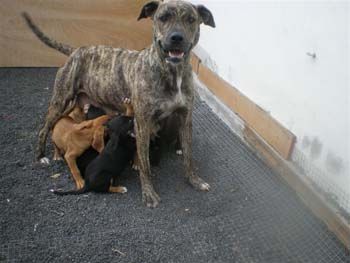 Bardina-Welpen9 Bardina-Welpen9