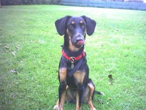 Bibi-Bienewelpe-HE10