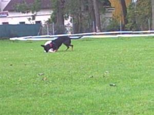 Bibi-Bienewelpe-HE12