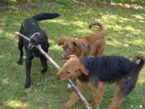 Bine, Easy und Arab-2011