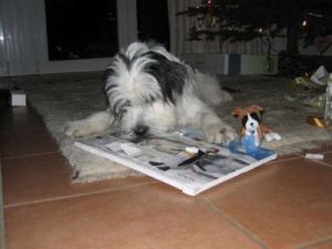 Boomer-Charly 1-12-07