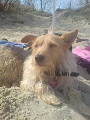 Cesar-Rusty-2009-1-HE05