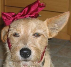 Cesar-Rusty-2009-2-HE05