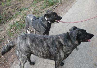 Claudio-HE1 Claudio-HE1