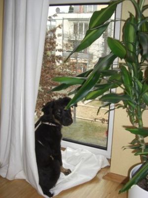 Cocker-Mix-Welpen-Elli11