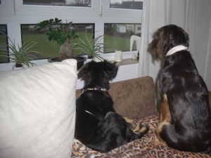 Cocker-Mix-Welpen-Elli12