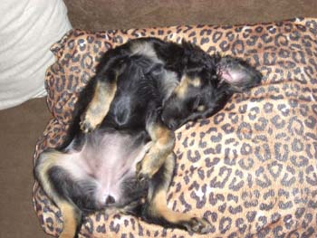 Cocker-Mix-Welpen-Elli2