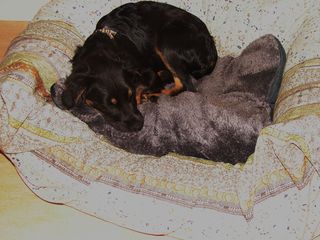 Cocker-Mix-Welpen-Elli3