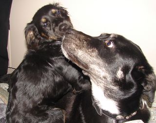 Cocker-Mix-Welpen-Elli4