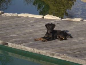 Cocker-Mix-Welpen-Elli5