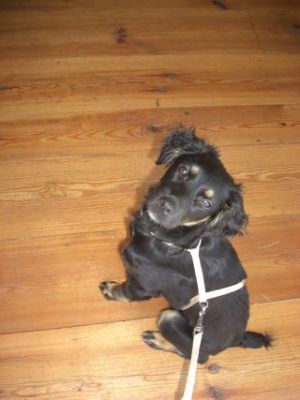 Cocker-Mix-Welpen-Elli6