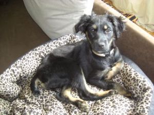 Cocker-Mix-Welpen-Elli7