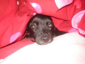 Codi09-HE1 Codi09-HE1