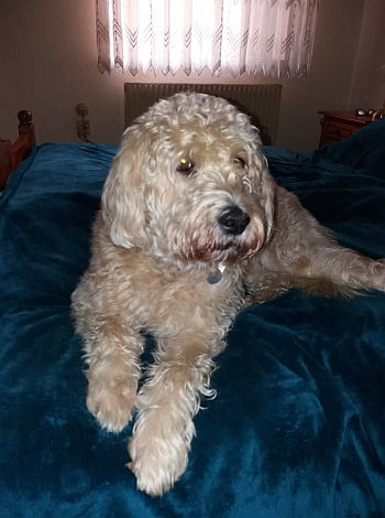 Cosy09-HE11 Cosy09-HE11