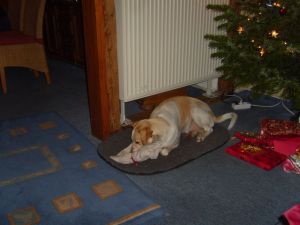 Dingo Weihnachten 2008HE05