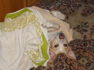 Dingo beim faulenzen-HE05