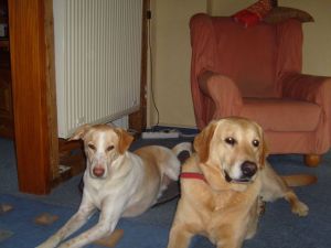 Dingo mit Anton-HE05