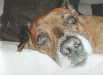 Dino05-HE1 Dino05-HE1