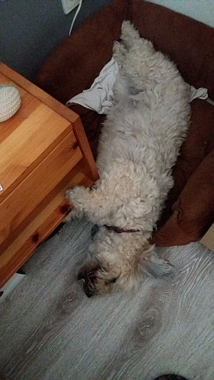 Dulce-Fine-2010-12-HE05