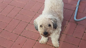 Dulce-Fine-2010-13-HE05