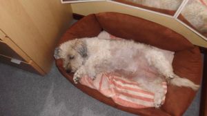 Dulce-Fine-2010-6-HE05 Dulce-Fine-2010-6-HE05