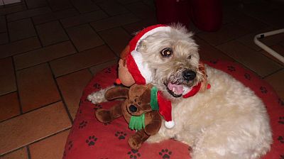 Dulce-Fine-2010-8-HE05