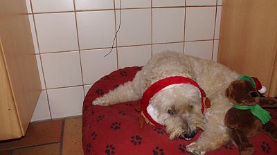 Dulce-Fine-2010-9-HE05