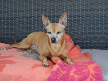 Emma-Pinscher-HE9