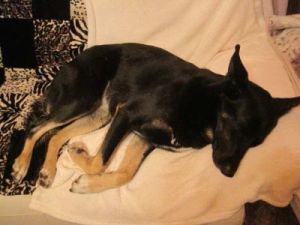 Felix-Carlo-HE11-2011