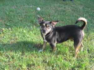 Felix-Carlo-HE8-2011