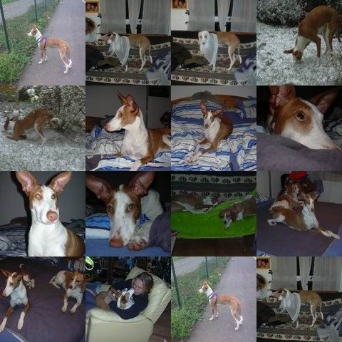 Lavinia_collage-HE05