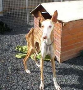 Lisa-Toetung Lisa-Toetung