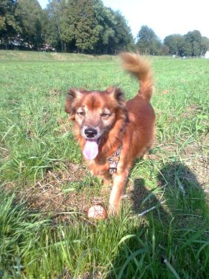 Max13-HE25 Max13-HE25