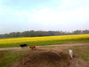 Max13-HE29 Max13-HE29